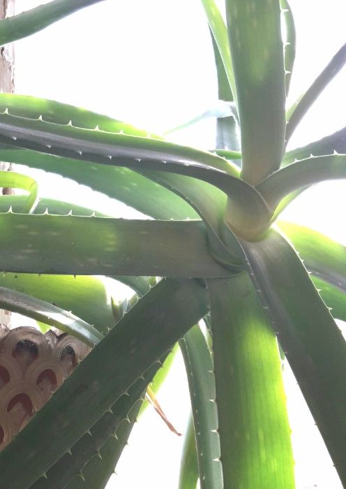 Продам АЛОЭ ВЕРА стебли или вазон  для лекарства 5 лет роста.