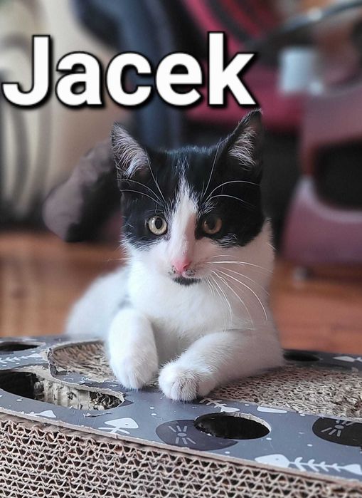 do ADOPCJI Czaruś Jacek, kocurek mega towarzyski, przylepka szuka domu