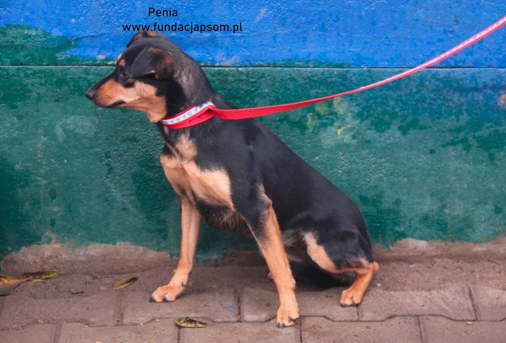 Penia bardzo spokojna sunia