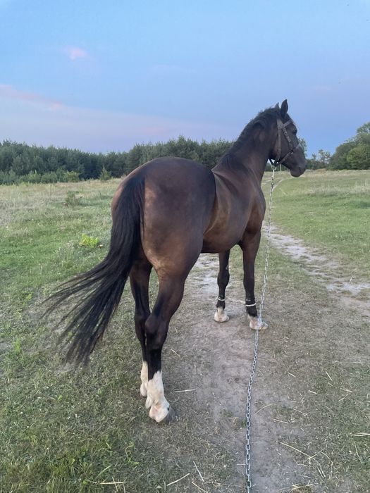 Продам коника 5 років