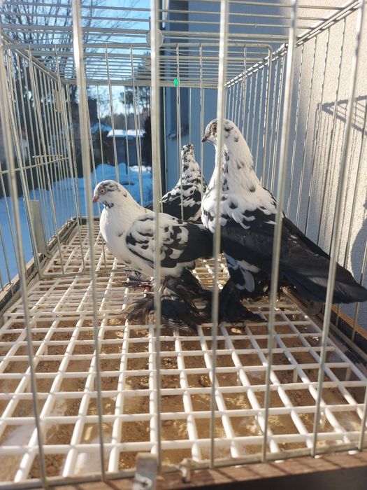 Gołębie ozdobne widyn, mewki mazowieckie,  mewka