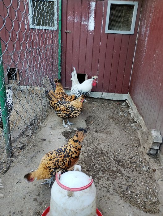 Jaja lęgowe appenzeller i inne