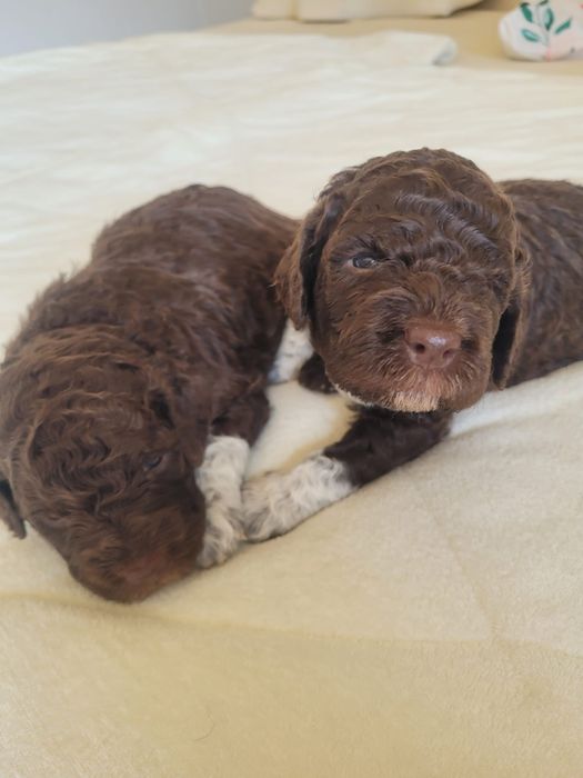 Suczka Lagotto Romagnolo