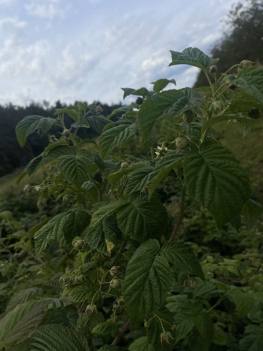 Sprzedam sadzonki maliny jesiennej Poemat