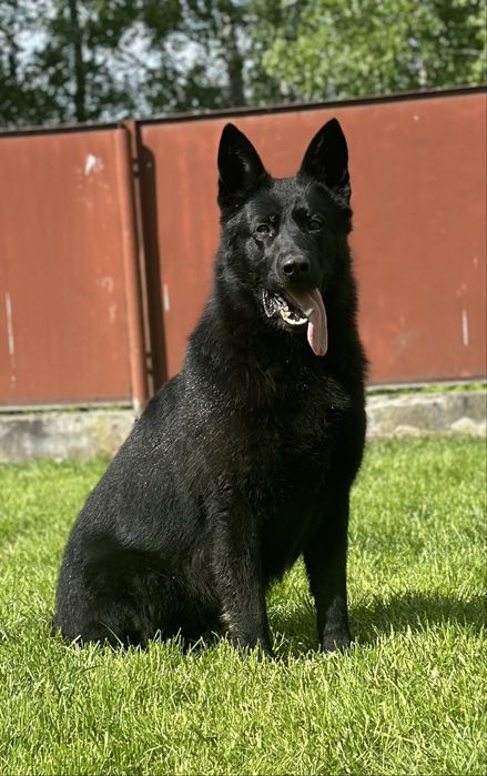 Німецька вівчарка