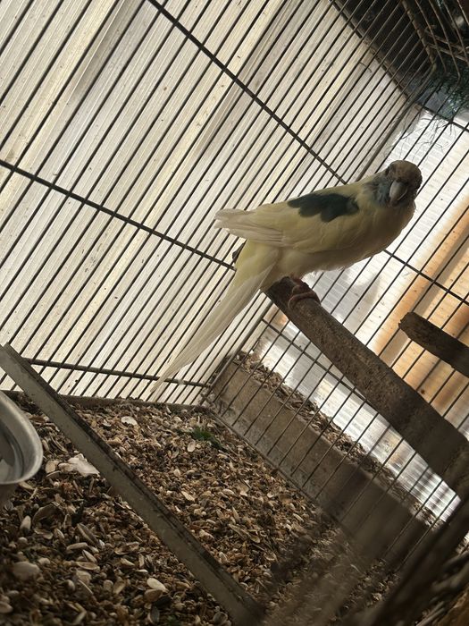 Kakariki branco e azul