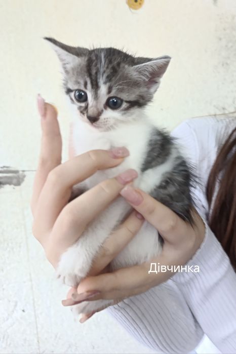 Кошенята безкоштовно