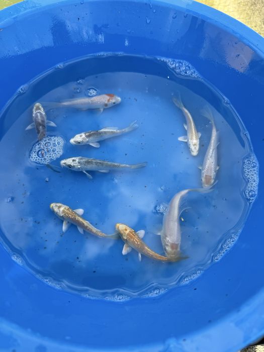 Carpas koi 9/11 cm