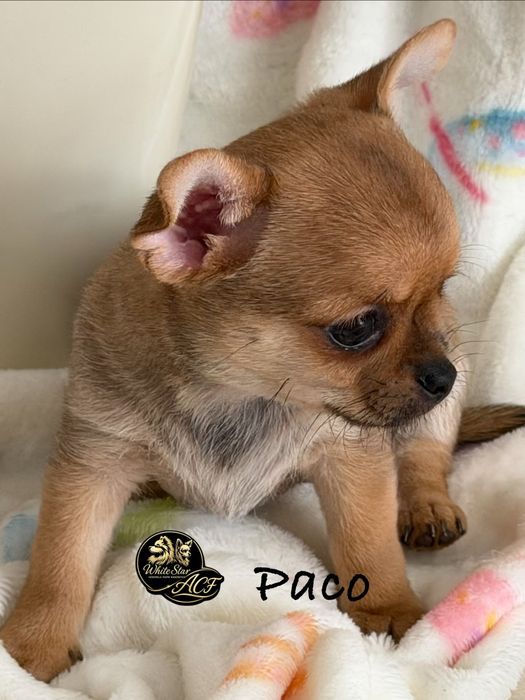 Chihuahua śliczny piesek