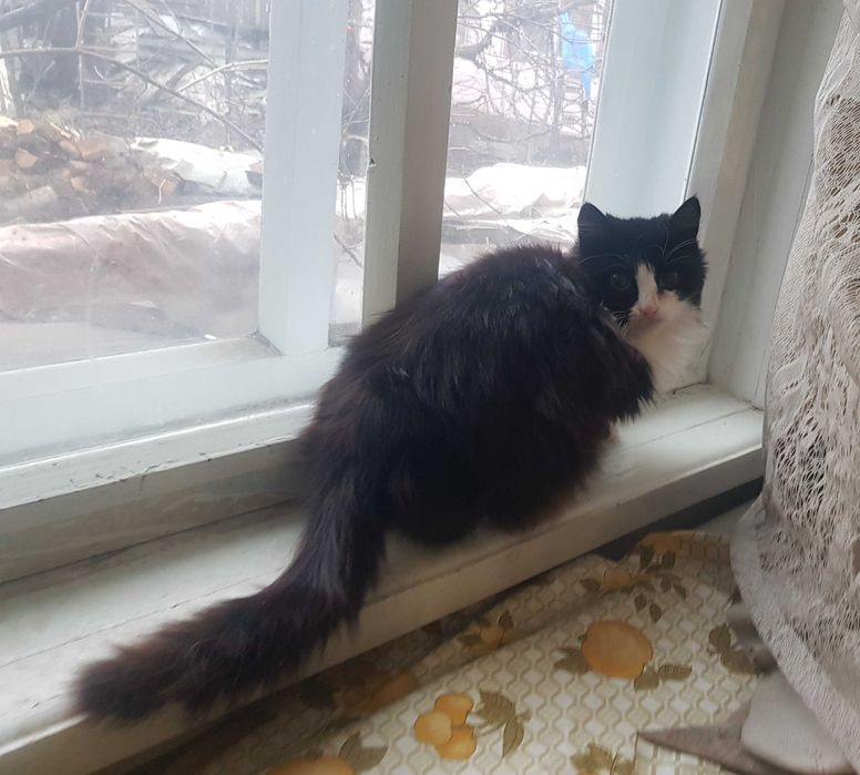 отдам милых котиков в добрые руки