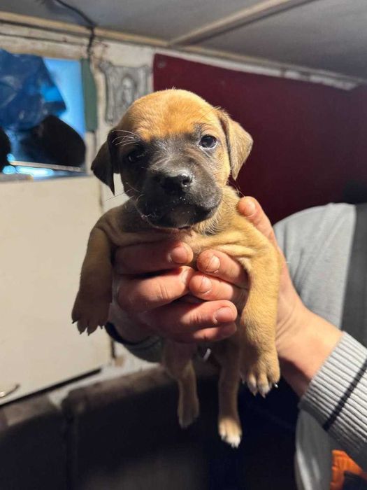 Стаффордширський тер'єр. Прилуки, Київ.