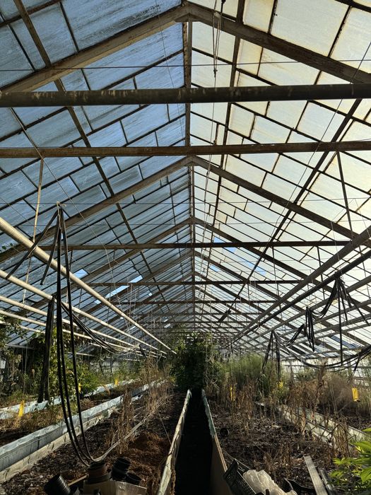 Oddam szklarnię