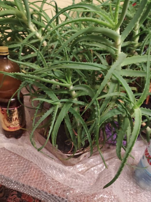 Продам алое лікувальне