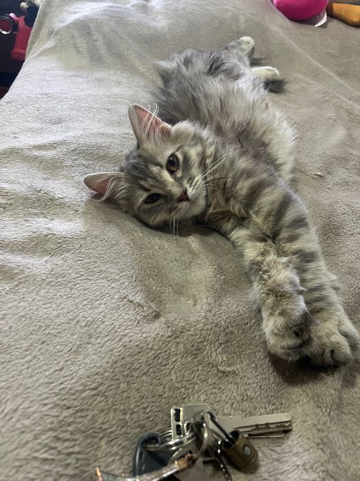 Віддам пухнастика БУСЮ (дівчинка)в добрі руки