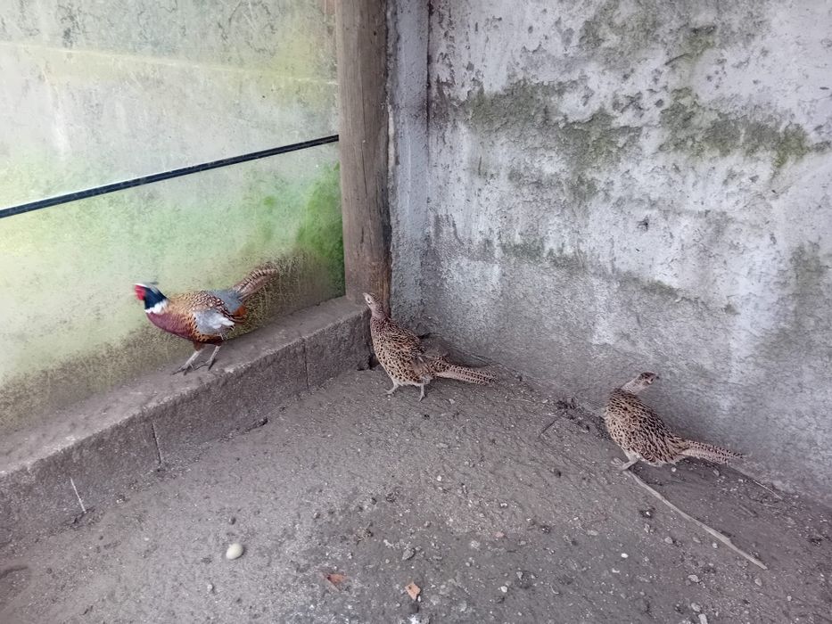 Ovos de faisão  coleira galados