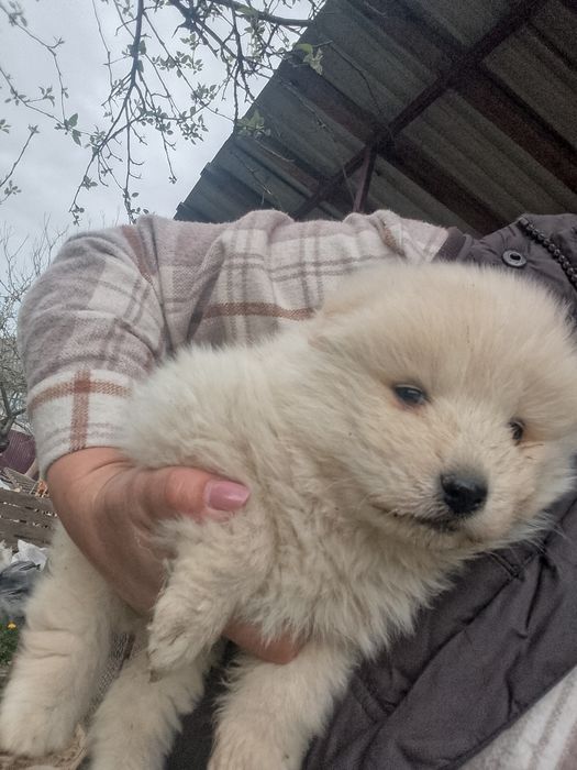 Самоїдська собака  хлопчик