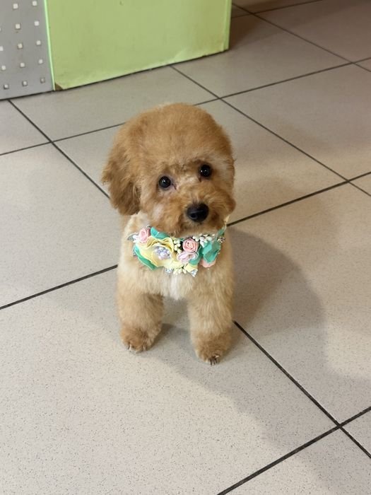 Милый мини пудель 4 месяца