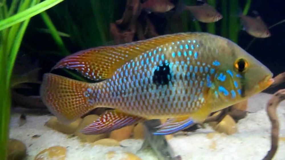 Ziemiojad brazylijski - Geophagus brasiliensis - dowóz, wysyłka