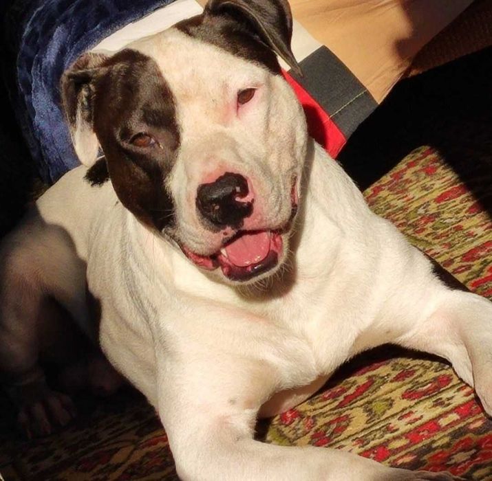 Мішаний стафф-пітбуль для в'язки