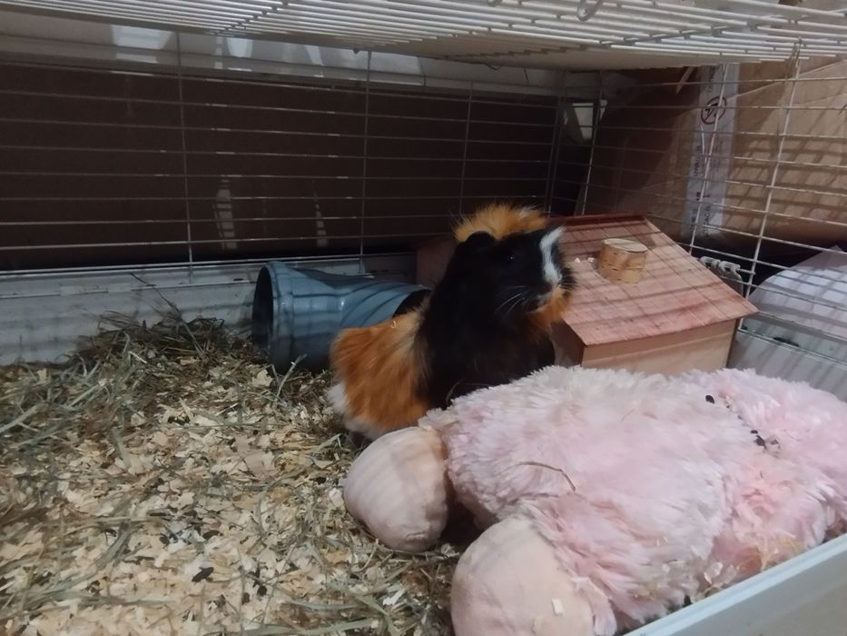 Świnki morskie z klatką