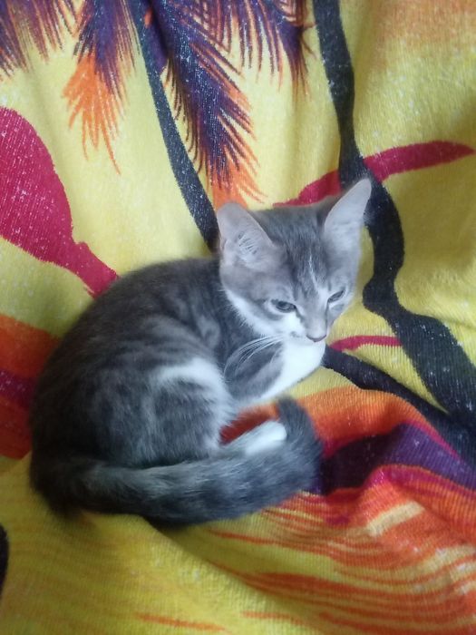 Кошенята у добрі руки. Кошеня. Кіт.
