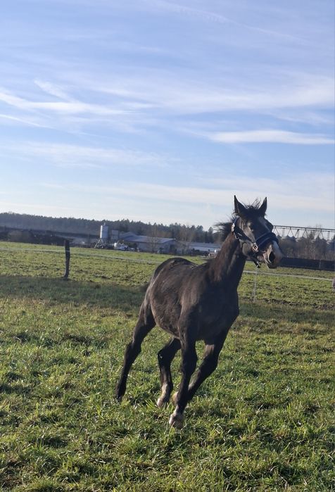 Siwa klaczka rasy ślaskiej