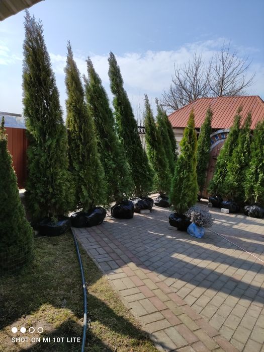 Туя Смарагд від 2 до 3.5м