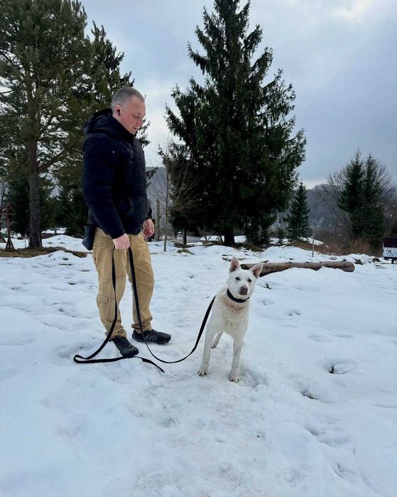Арчі, метис, шукає дім