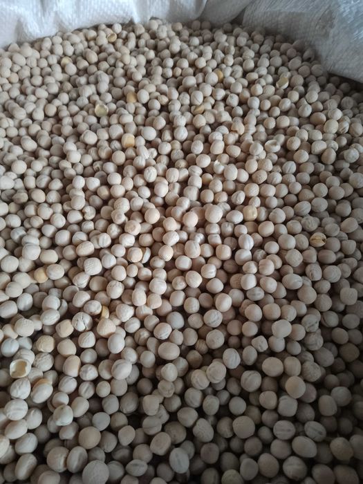 Groch siewny astronauta. Bobik