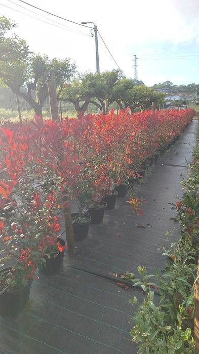 Photinia Red Robin - Vaso 10 litros - 130/150cm