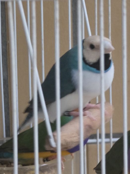 Diamantes Gould 2026