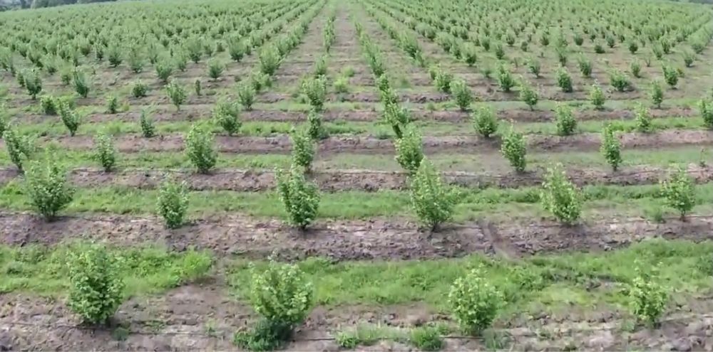 Саженцы ФУНДУКА отводки и Черенки ГОЛАНДИЯ