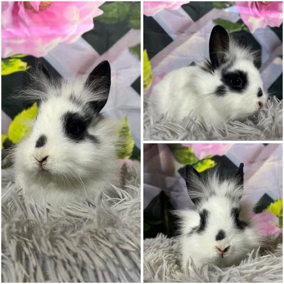 Karzełki Teddy Mini