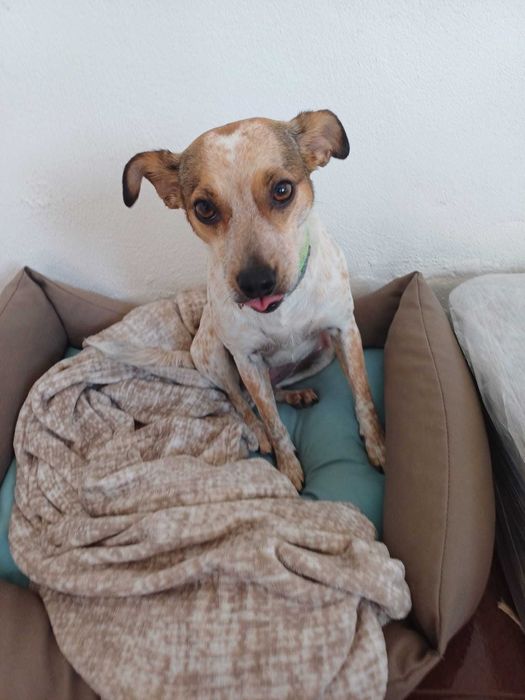 Hotel para cães (Estadia Familiar e Creche)