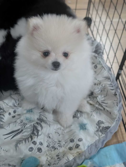 Szpic Miniaturowy, Pomeranian