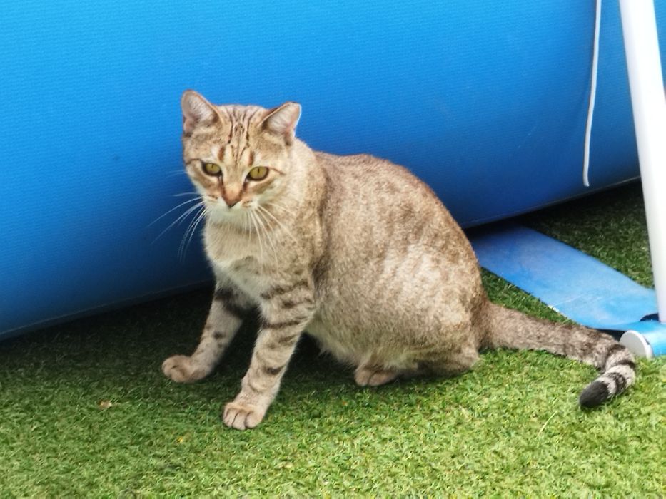 Gatinha para adoção responsável