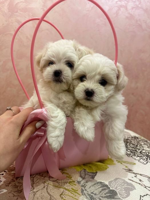 Цуценятка болонки