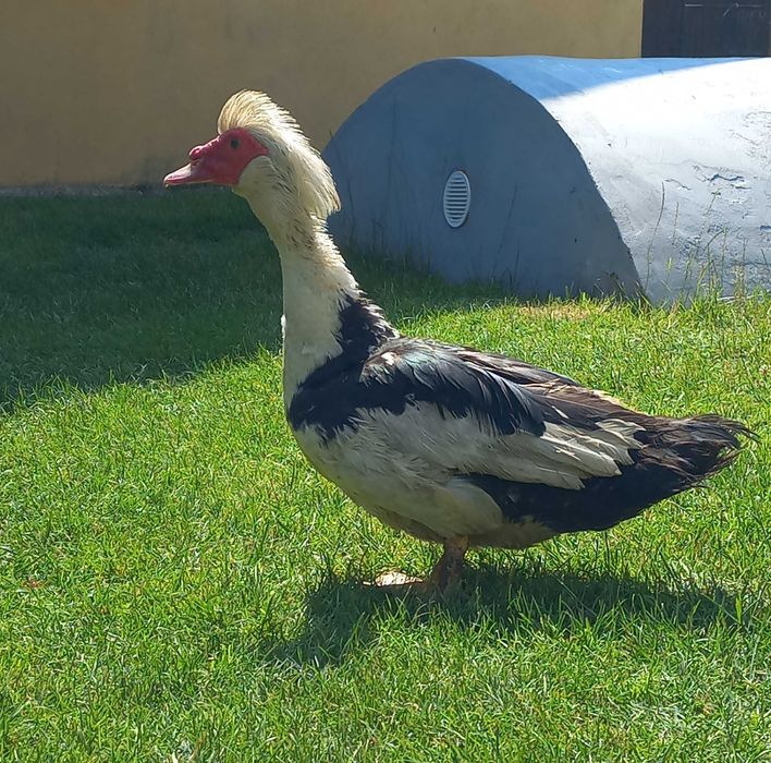 Kaczor kaczka francuska