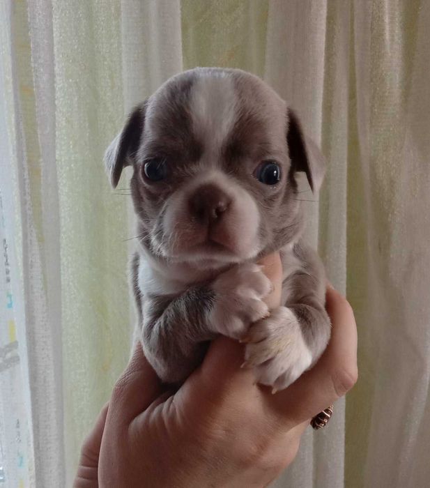 Кобелі чіхуахуа ліловий та шоколад. В'язка