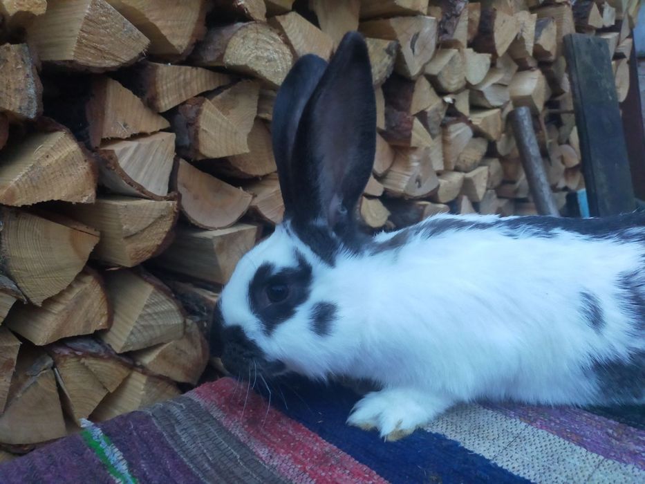 Робочий самець німецького строкача.  Кролі .