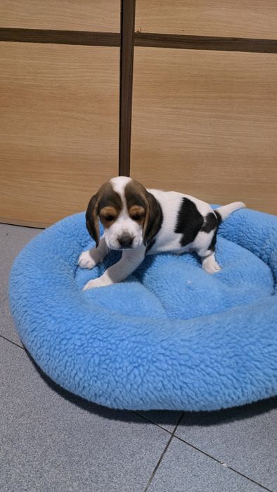 Beagle tricolor macho