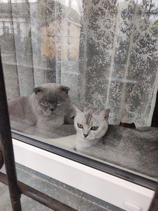 Кошенята блу поінт і срібляста шиншила