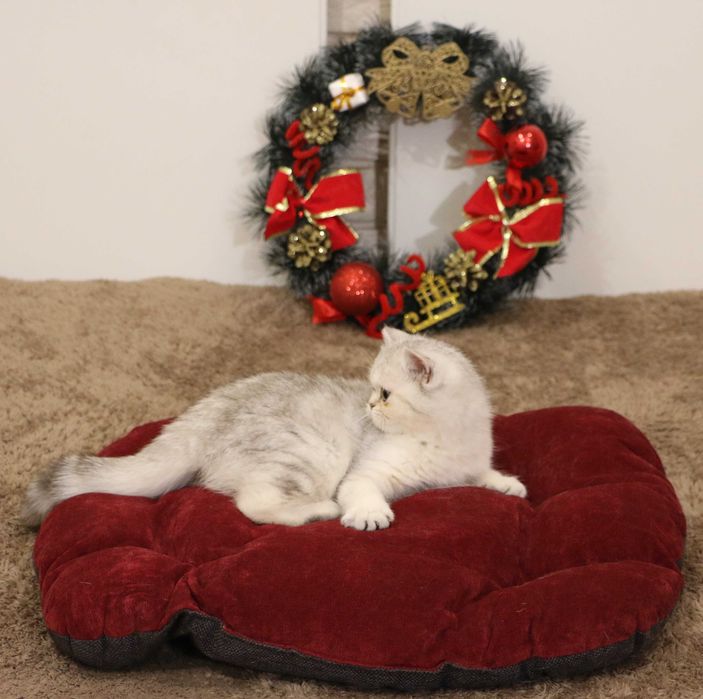 Котенок кошечка прямоухая серебристая шиншилла страйт.