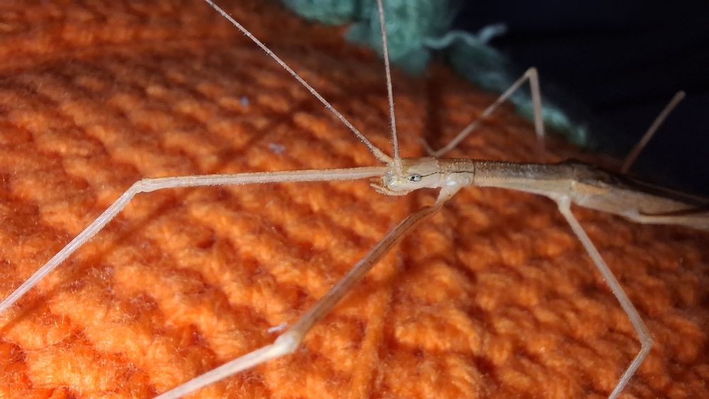 Sipyloidea sipylus - patyczak skrzydlaty