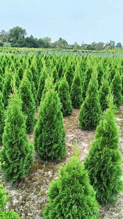 Sprzedam tuja szmaragd