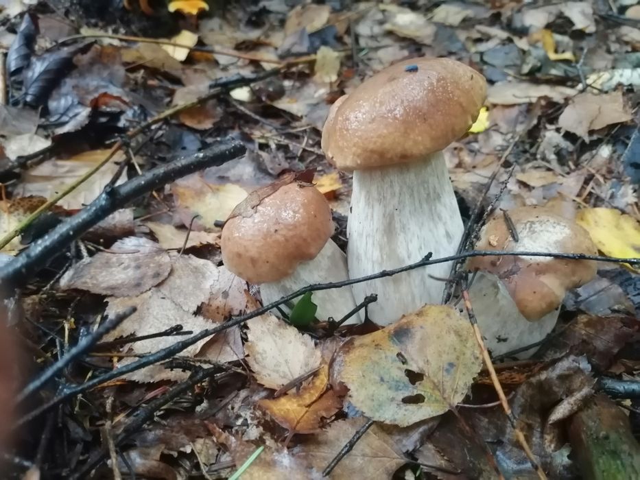 Сушені білі гриби