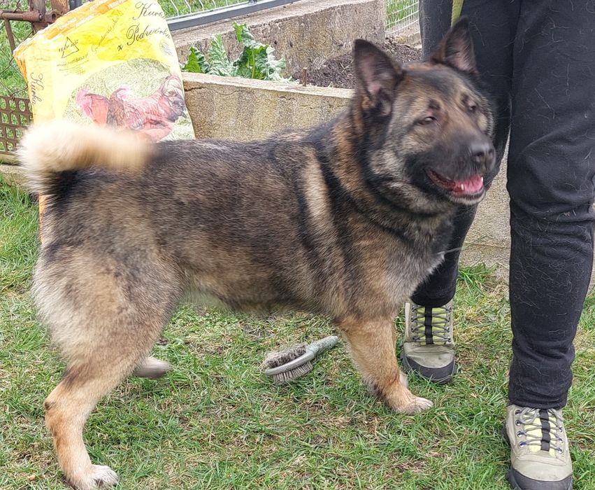 Słodka sunia do adopcji