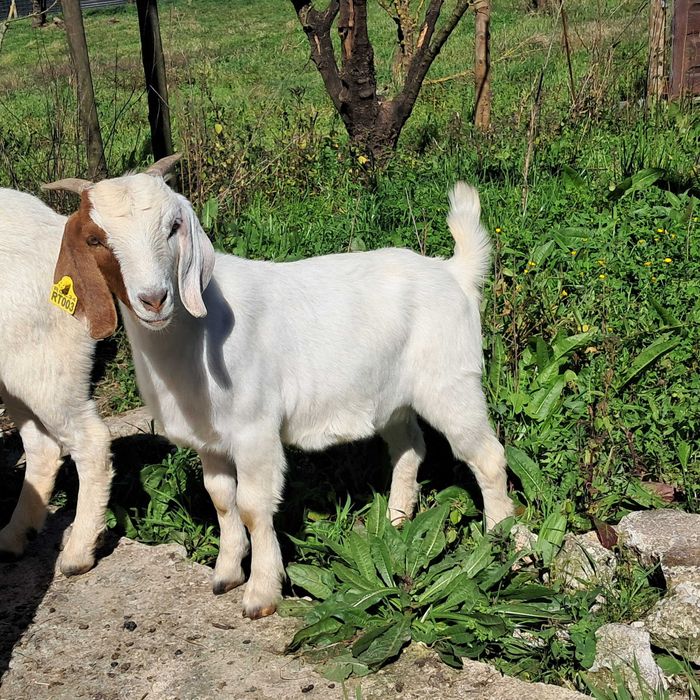 Vendo chiba com 9 meses