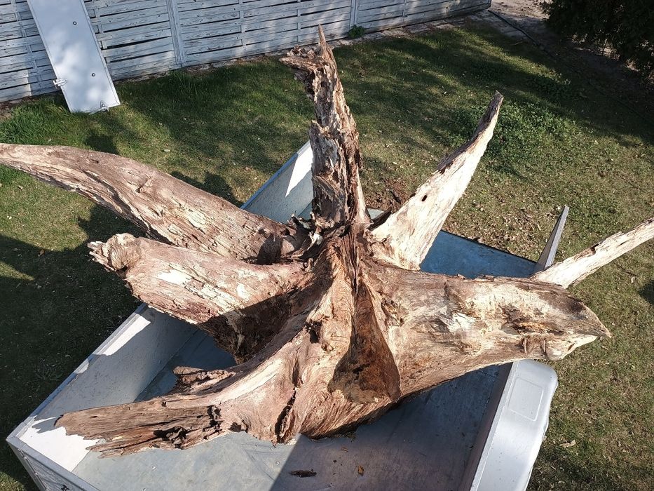 Sprzedam korzeń dębowy ozdobny