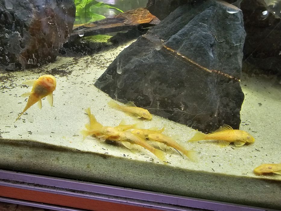 Ancistrus Albinos Dourado